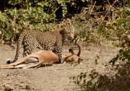 to steal the Leopard’s prey