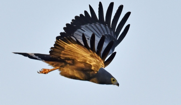 African Harrier-hawk