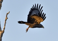 African Harrier-hawk