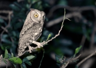 African Scops Owl – grey form