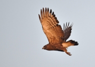 Western Banded Snake-eagle