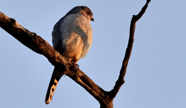 Little Sparrowhawk – adult