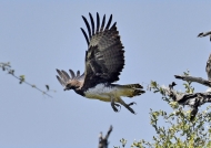 Martial Eagle – adult
