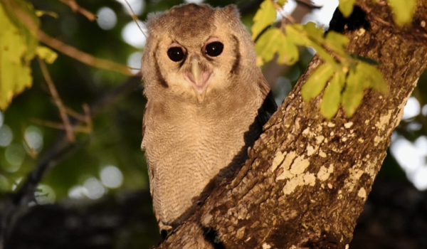 Verreaux’s Eagle-owl – juv.