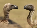 Vultures (Raptors)