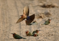 White-fronted Bee-eaters …