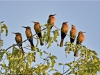 Wht-fronted Bee-eater