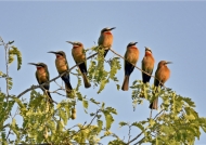 Wht-fronted Bee-eater