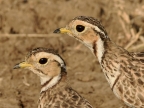 Birds (May-48 species)