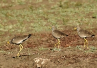 African Wattled Lapwings