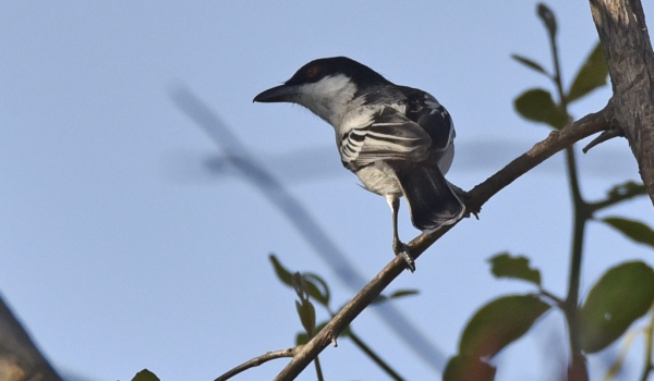 Black-backed Puffback – m.