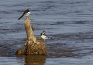 African Pied Wagtails