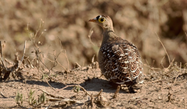 Double-banded Sandgrouse-m