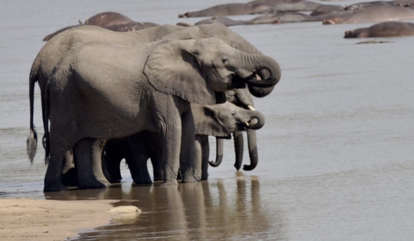 Elephants thirsty