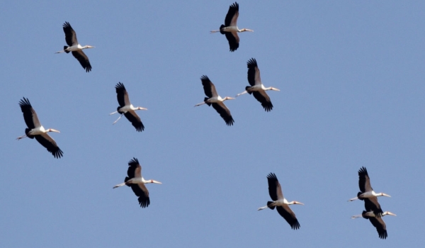 Y-b Storks – flock in flight