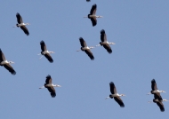 Y-b Storks – flock in flight
