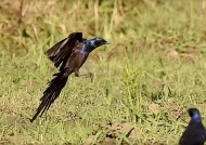 Meves’s Starling
