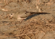 Namaqua Dove – female