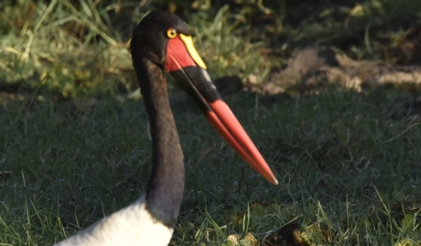 Waders – 2 (Storks)