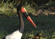 Waders – 2 (Storks)