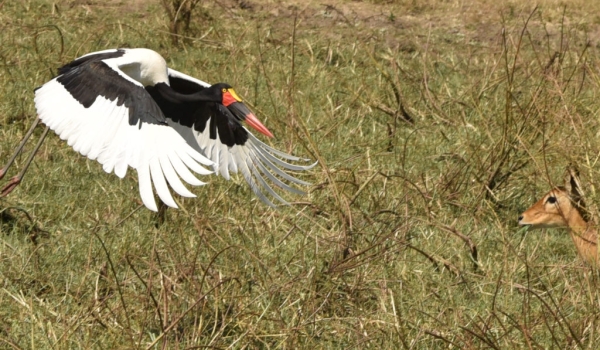 Saddle-billed Stork f. landing