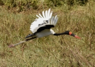 Saddle-billed Stork – female