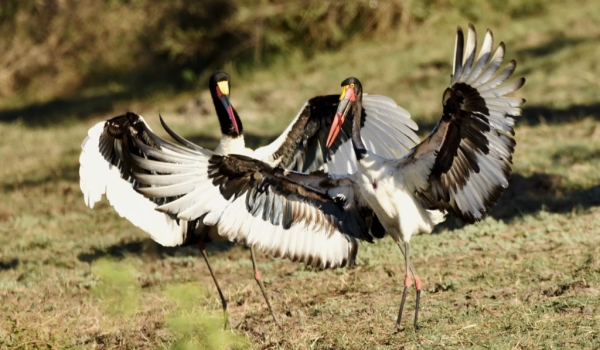 Saddle-billed Storks – couple