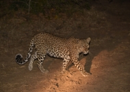 a Leopardess is hunting