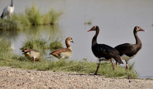 spur-winged-egyptian geese