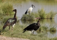 spur-winged geese-sacred ibis