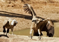 White-backed Vultures…