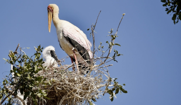 Yellow-billed Stork & chick
