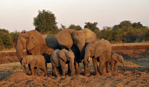 Elephant family at sunset