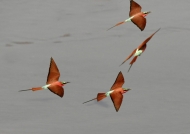 Southern Carmine Bee-eaters..