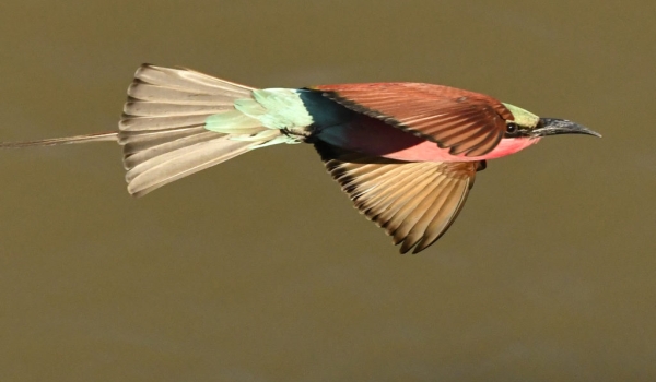 Southern Carmine Bee-eater…
