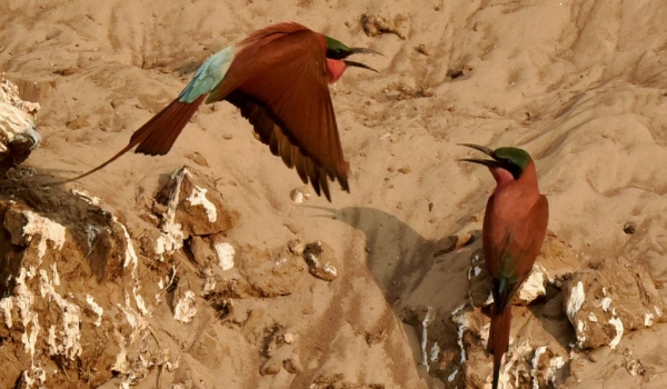 Squabbling bee-eaters…