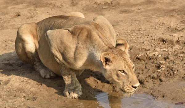 Female Lion drinking water