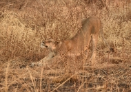 Lion f. – stretching after a rest