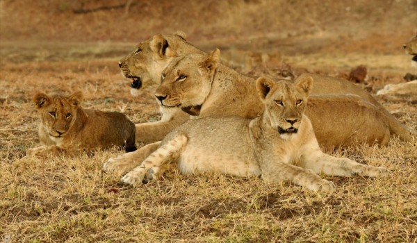 Lionesses on the lookout