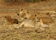 Lionesses on the lookout