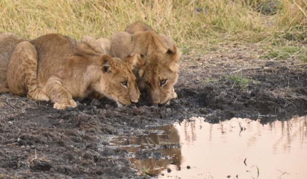 Female Lion cubs…