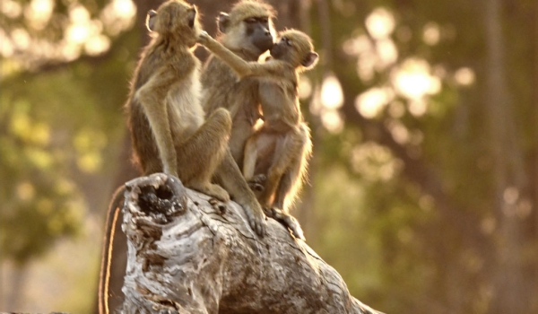 Loving Yellow Baboons family