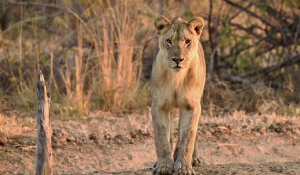 Lion f. cub waiting for sunset