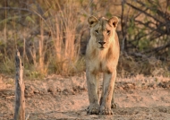 Lion f. cub waiting for sunset