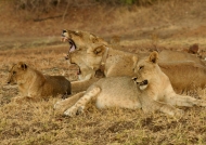 Lionesses – social behavior