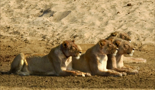 Lionesses staring at Zebras