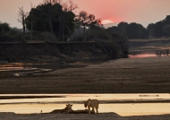 Peaceful Lions at sunset