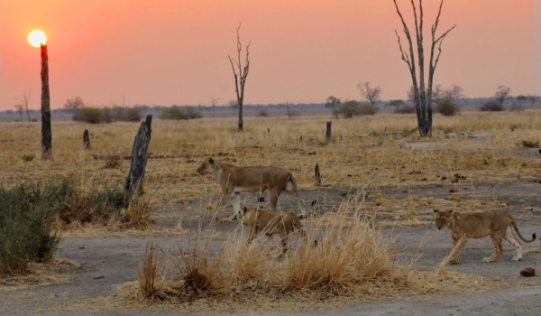 Sunset, Lions began to move