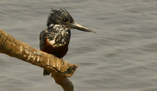 Giant Kingfisher – female