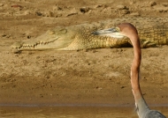 goliath heron – nile crocodile
